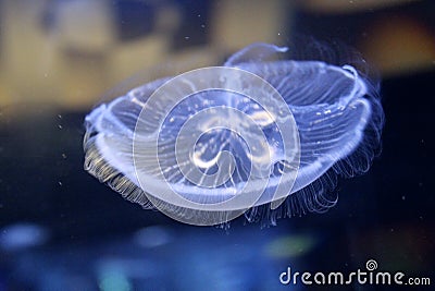 Clear jelly fish