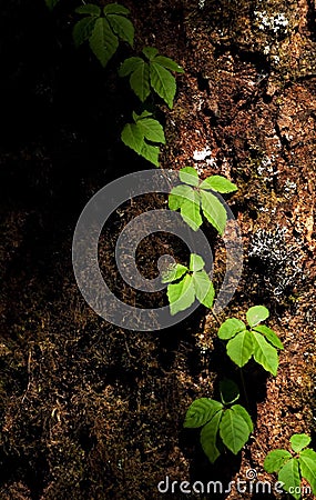 Climber on tree