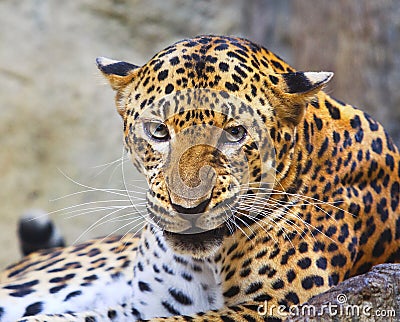 Close danger and angry face of leopard in wild