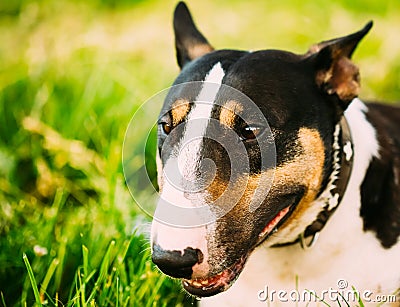 Close Pets Bull Terrier Dog Portrait At Green Grass