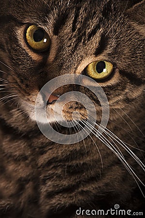 Close portrait of a female tabby cat big yellow eyes