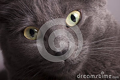 Close portrait of a gray female cat yellow eyes