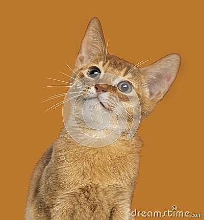 Close-up of an Abyssinian kitten looking up, 3 months old