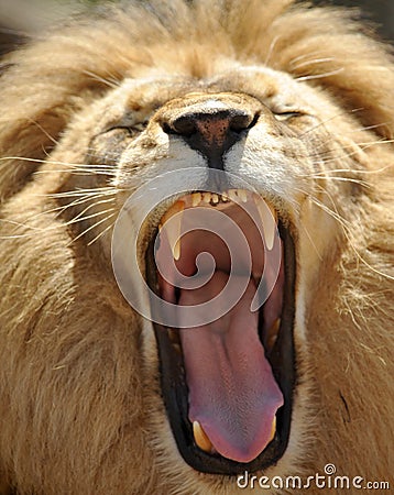 Close up of adult african male lion roaring showin