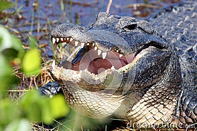 Close-up alligator head