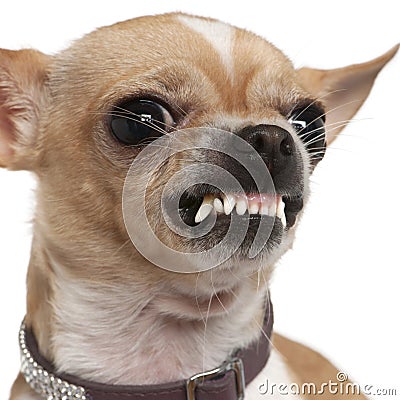 close-up-angry-chihuahua-growling-2-years-old-15126199.jpg