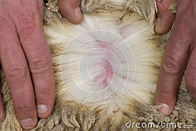 Close-up of Arles Merino sheep wool