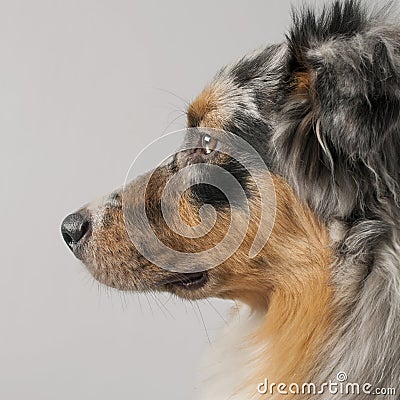 Close-up of Australian Shepherd dog, 10 months