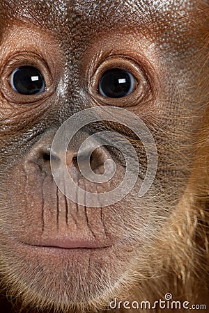 Close-up of baby Sumatran Orangutan