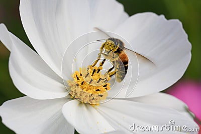 Close-up Bee and Cosmos Flower