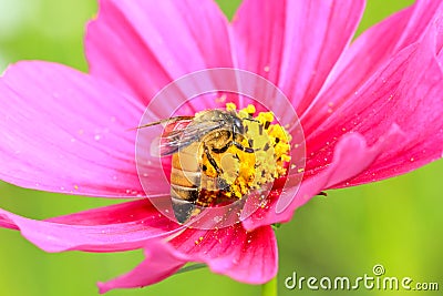 Close-up Bee and Cosmos Flower