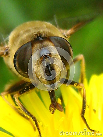 CLOSE UP OF A BEE