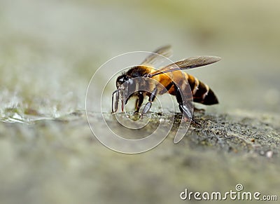 Close up of bees