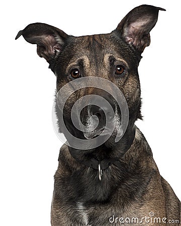 Belgian Shepherd Dog Puppy 3 Months Old Royalty Free Stock Photos ... Belgian Shepherd Dog Puppy 3 Months Old Royalty Free Stock Photos ...