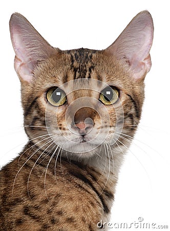 Close-up of Bengal cat, 7 months old