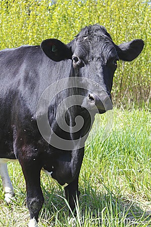 Close Up of a Black Dairy Cow
