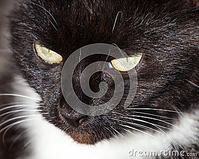 Close Up of Black and White Cat s Head
