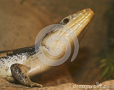A Close Up of a Blue-tongued Skink