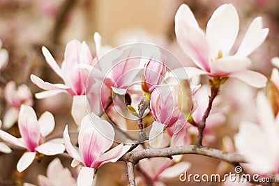 Close up of a branch with flowers