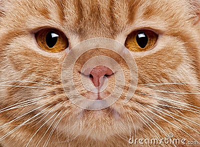 Close-up of British Shorthair cat s face