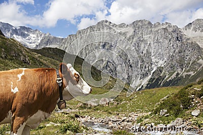 Close-up of brown cow in Austrian/Italian Alps.