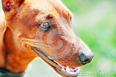 Close Up Brown Dog Miniature Pinscher Head