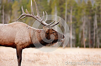 Close up bull Elk