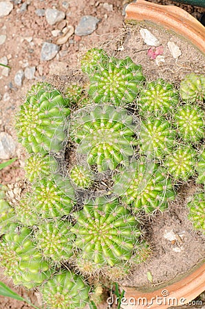 Close up cactus,cactus in break vase