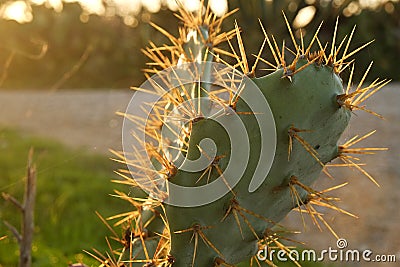 Close-up of cactus plant with warm light