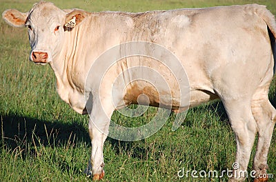 Close up of a Charolais Cow