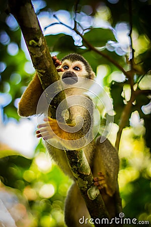 Close-up of a Common Squirrel Monkey at Amazon River Jungle