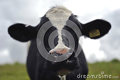 Close up of a cow