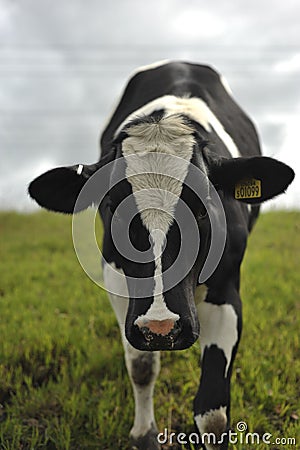 Close up of a cow