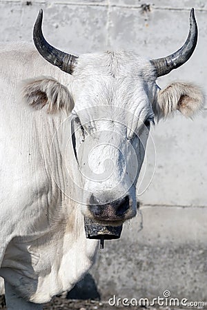 Close-up of a cow