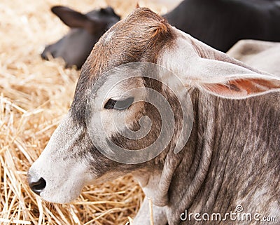 Close up of a cow