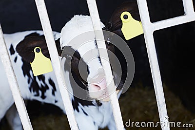 Close up of cow in barn