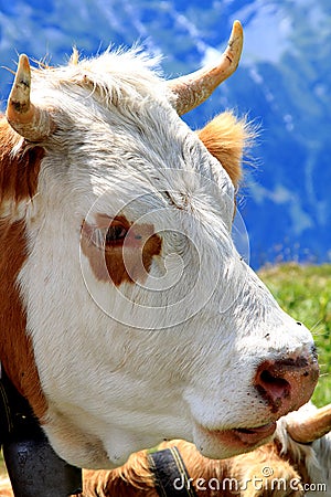 Close-up cow head in the Swiss mountains