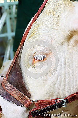 A close up of a cow s head.