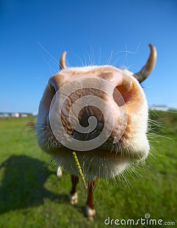 Close-up cow s mug