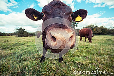 Close up of a cow standing in a field