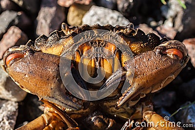 Close up on a crab with big claws