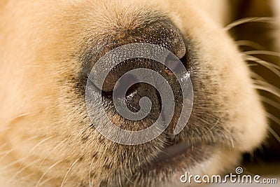 Close up on cute nose of a Labrador