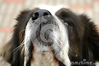 Close up of dog s muzzle