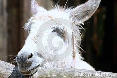Close up of a Donkey