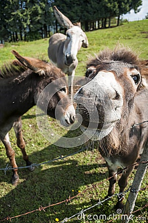 Close up of a donkey muzzle