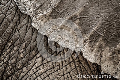 Close-up of Elephant Ear.