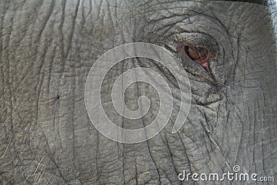 Close-up of an Elephant eye