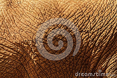 Close up of elephant hide