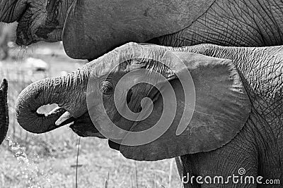 Close-up elephant mouth drinking water with trunk artistic conve