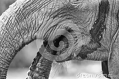 Close-up elephant mouth drinking water with trunk artistic conve